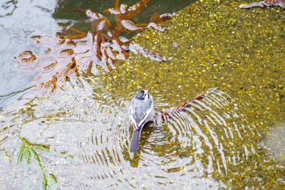 View of mallard duck on lake