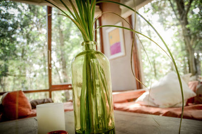 Close-up of plant in vase on table