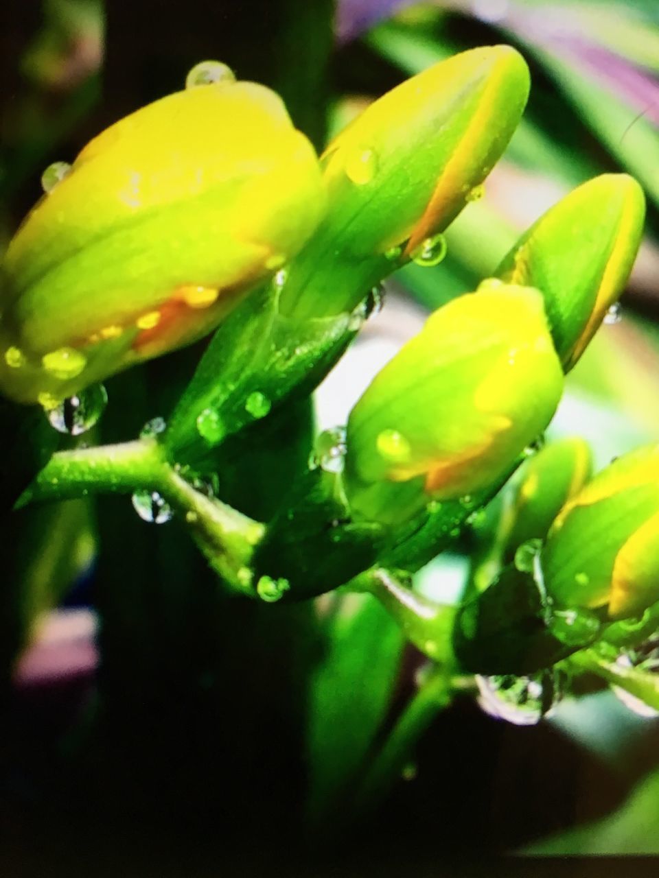 leaf, close-up, growth, green color, drop, water, nature, focus on foreground, freshness, plant, wet, beauty in nature, selective focus, dew, no people, fragility, green, bud, outdoors, day