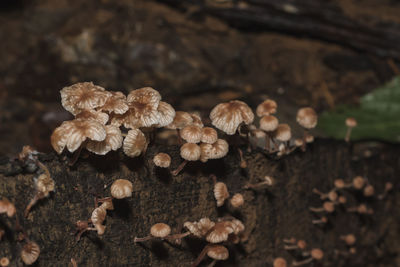 Close-up of mushrooms growing on field