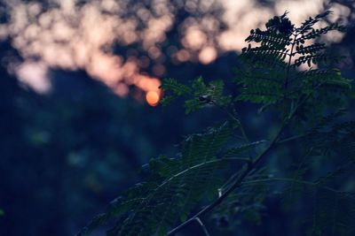 Close-up of fresh green plant in forest