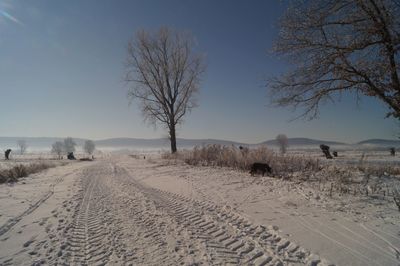 Nice snowy landscape for a beautiful walk.