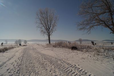 Bare trees on snow covered land against sky