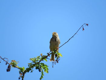 Low angle view of bird perching on branch against blue sky