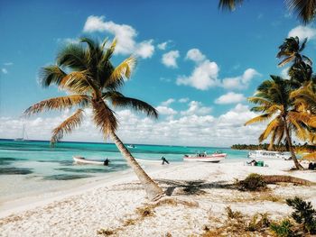 Palm trees on beach against sky