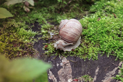 Close-up of snail on land