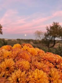 Close-up of yellow flowering plants against orange sky