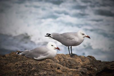 Seagull perching on rock