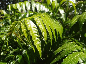 Close-up of wet plant leaves