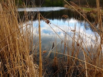 Reeds growing by lake against sky during sunset