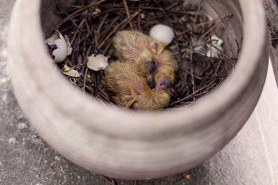 High angle view of bird in a container