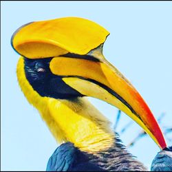 Close-up of yellow bird against blue sky