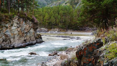 Stream flowing through rocks in forest