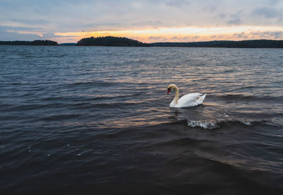 A swan on a sea against a sunset sky