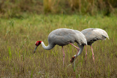 Side view of a bird on field