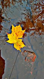 Close-up of yellow leaf on tree