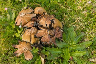 High angle view of lizard on land