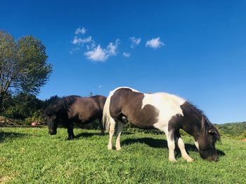 Sheep grazing on field against blue sky