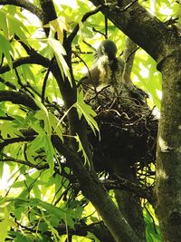 Low angle view of bird on tree