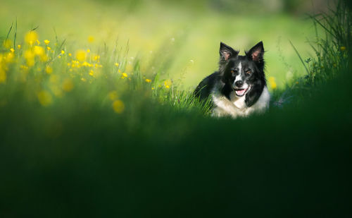 Portrait of a dog on field