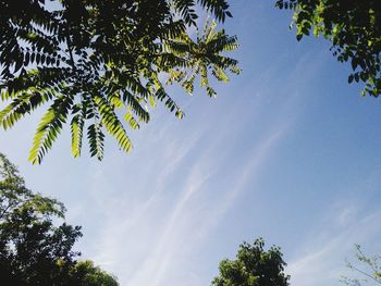 Low angle view of tree against sky