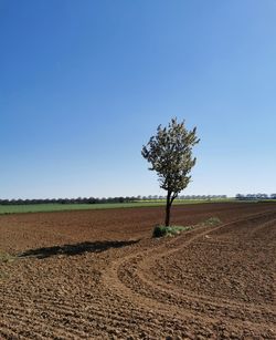 Tree on field against clear blue sky