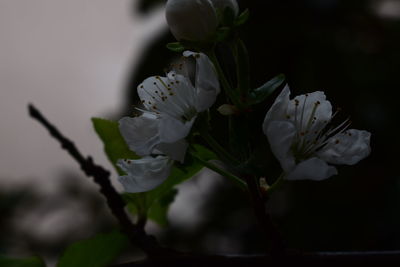 Close-up of flowers