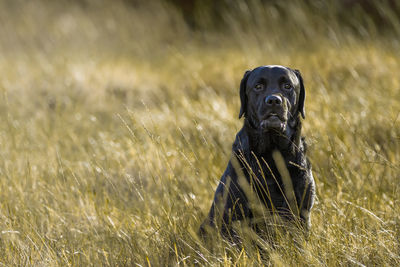 Portrait of a dog on field