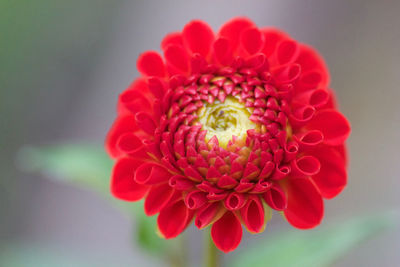 Close-up of red dahlia