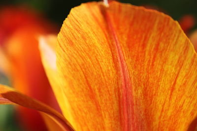 Close-up of orange flower pollen