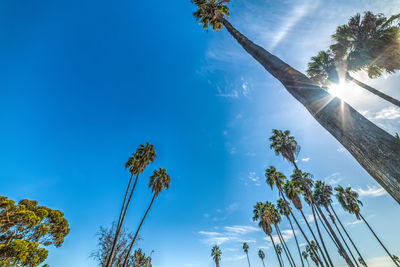 Low angle view of coconut palm trees against blue sky