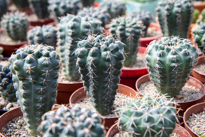 Close-up of potted plants