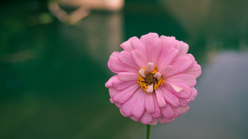 Close-up of pink flower