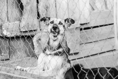 Portrait of dog by chainlink fence