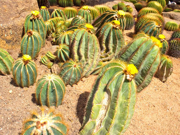 Cactus growing on field