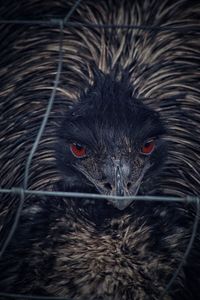 Close-up portrait of owl