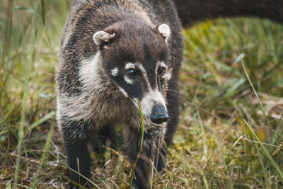 Portrait of an animal on field