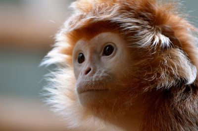 Close-up of monkey at zoo