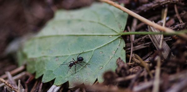 Close-up of insect on plant