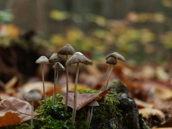 Close-up of mushroom growing on field