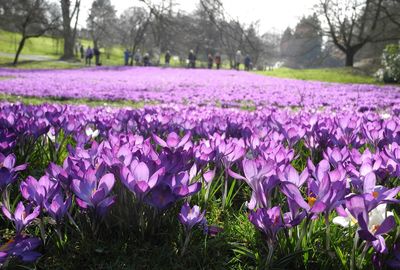 Close-up of purple crocus flowers