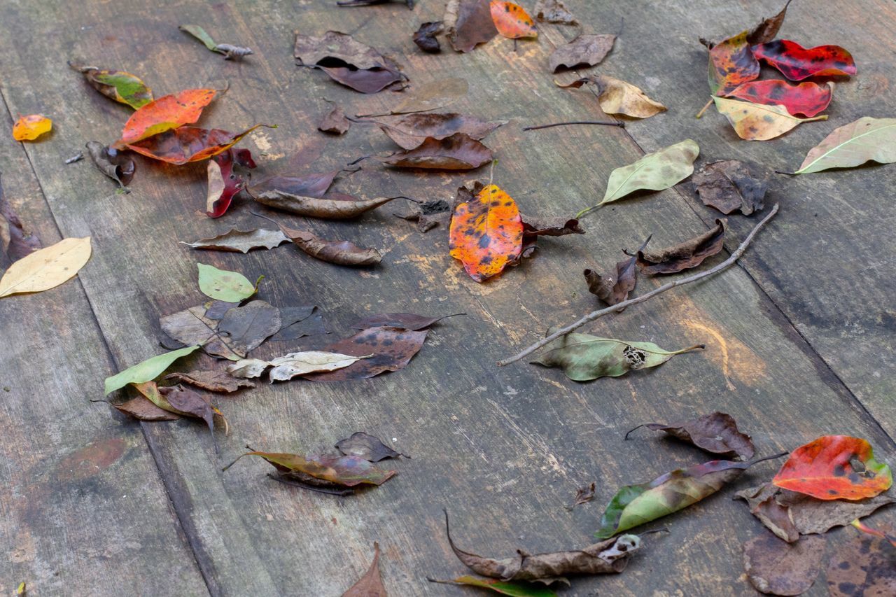 autumn, plant part, dry, change, leaf, falling, nature, high angle view, leaves, day, no people, wood - material, outdoors, close-up, orange color, beauty in nature, large group of objects, table, plant, directly above, maple leaf, natural condition