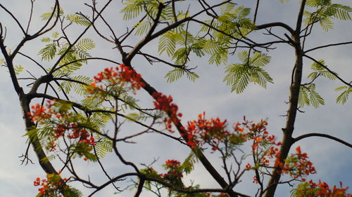 Low angle view of tree against sky