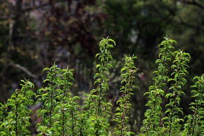 Plants growing on field