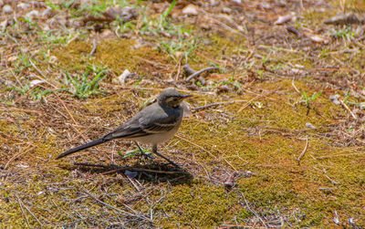 High angle view of bird perching on a field