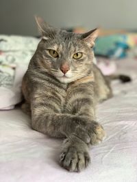 Portrait of a cat resting on bed