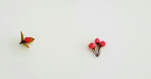 Close-up of red flowers