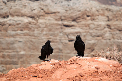 Birds perching on rock