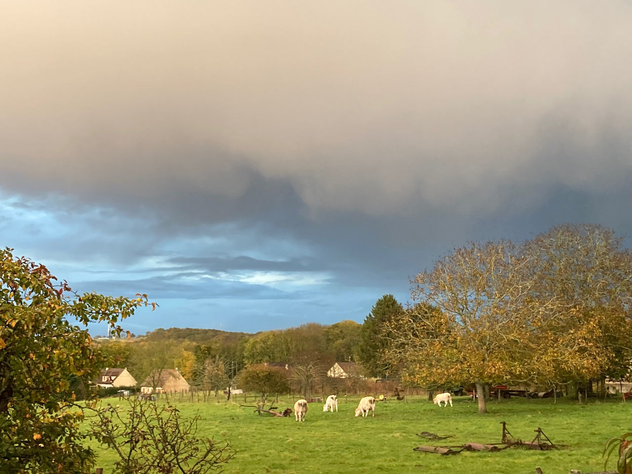 VIEW OF SHEEP ON FIELD