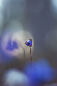 Beautiful blue anemone flower on the spring forest ground. shallow depth of field.